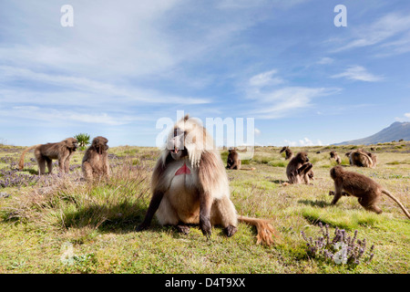 Gelada, Gelada Pavian (Theropithecus Gelada), Äthiopien Stockfoto