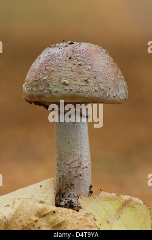 Das Rouge (Amanita Rubescens) wächst inmitten gefallene Herbstlaub in Clumber Park, Nottinghamshire. Oktober. Stockfoto