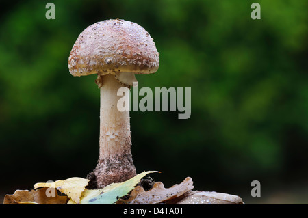 Das Rouge (Amanita Rubescens) wächst inmitten gefallene Herbstlaub in Clumber Park, Nottinghamshire. Oktober. Stockfoto