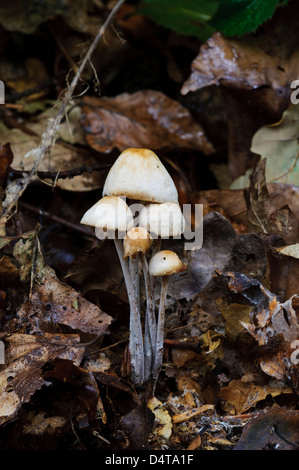 Gruppierten Toughshank Pilze (Collybia Confluens) wächst in Laubstreu in Clumber Park, Nottinghamshire. Oktober. Stockfoto