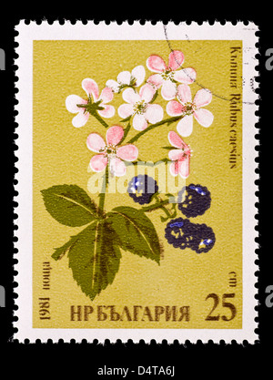 Briefmarke aus Bulgarien, die Darstellung einer europäischen Kratzbeere (Rubus Caesius) Stockfoto