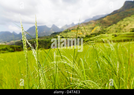 Eragrostis Tef in der Nähe der Böschung des Semien-Gebirges, Äthiopien Stockfoto