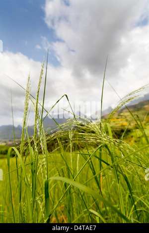 Eragrostis Tef in der Nähe der Böschung des Semien-Gebirges, Äthiopien Stockfoto