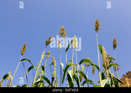 Hirse im Hochland von Äthiopien Stockfoto