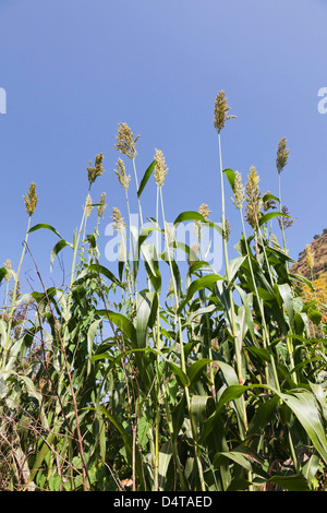 Hirse im Hochland von Äthiopien Stockfoto