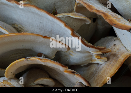 Nahaufnahme Detail der Wedel von einer riesigen Polypore (Meripilus Giganteus) wächst in Clumber Park, Nottinghamshire. Oktober. Stockfoto