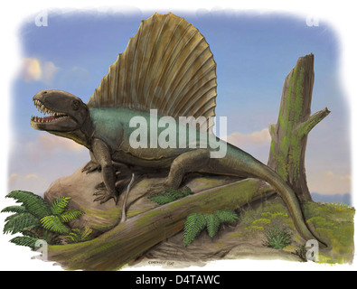 Dimetrodon limbatus Stockfoto