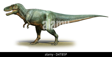 Daspletosaurus Torosus, einem prähistorischen Ära Dinosaurier aus der späten Kreidezeit. Stockfoto