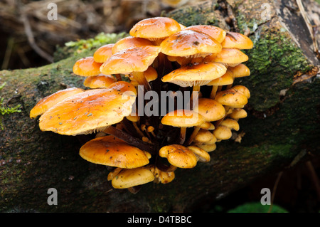 Ein Cluster aus samt Schaft Pilze (Flammulina Velutipes) wächst auf Totholz in Clumber Park, Nottinghamshire. Oktober. Stockfoto