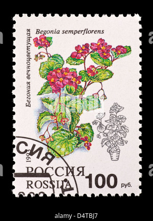 Briefmarke aus Russland mit Begonien (Begonia Semperflorens) Stockfoto