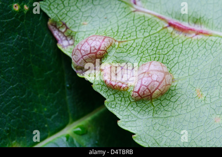 Die Unterseite eines Blattes von einem Pilz Pflanze Gall (Taphrina SP.) in Nottinghamshire Clumber Park angegriffen. Oktober. Stockfoto