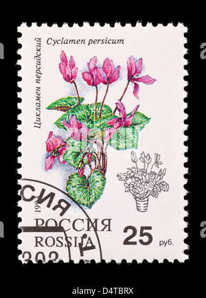 Briefmarke aus Russland mit Blumen Alpenveilchen (Cyclamen Persicum) Stockfoto