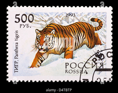 Briefmarke aus Russland mit einem Tiger (Panthera Tigris) Stockfoto