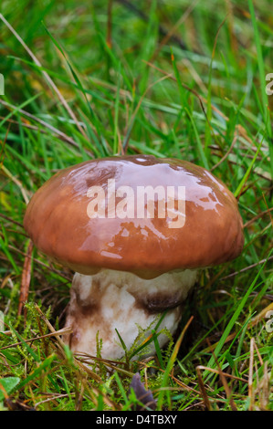 Einen nassen, rutschigen Jack Pilz (Suillus Luteus) wächst in Grünland im Clumber Park, Nottinghamshire. Oktober. Stockfoto