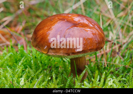 Einen nassen, rutschigen Jack Pilz (Suillus Luteus) wächst Moos in Clumber Park, Nottinghamshire. Oktober. Stockfoto