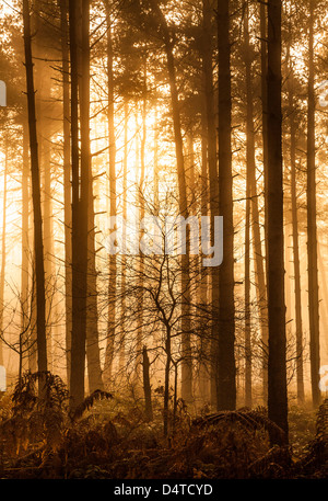 Wald in der Nähe von Helmsley, North Yorkshire. Stockfoto