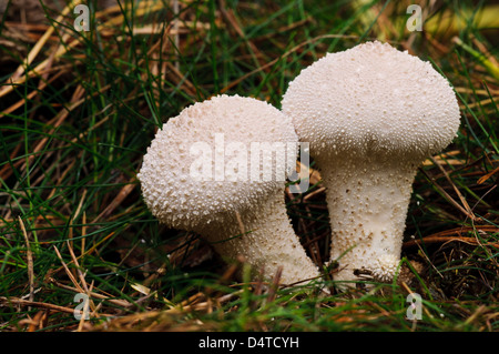 Ein paar gemeinsame Flaschenboviste (Lycoperdon Perlatum) wächst in Grünland im Clumber Park, Nottinghamshire. Oktober. Stockfoto