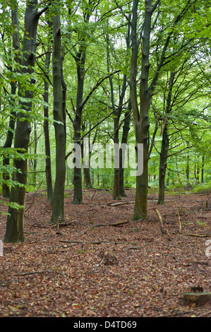 Grünen Wald mit Laub auf dem Waldboden Stockfoto
