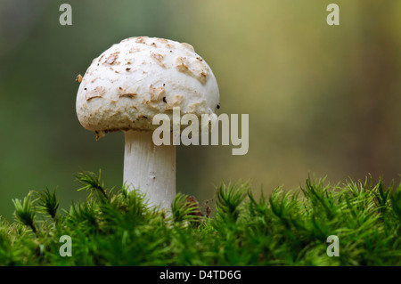 Eine falsche Deathcap (Amanita Citrina) wachsen inmitten von Moos in Clumber Park, Nottinghamshire. Oktober. Stockfoto