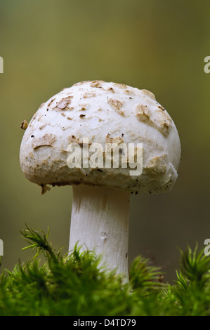 Eine falsche Deathcap (Amanita Citrina) wachsen inmitten von Moos in Clumber Park, Nottinghamshire. Oktober. Stockfoto