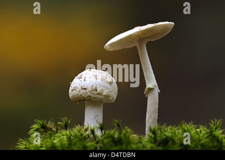 Zwei falsche Deathcaps (Amanita Citrina) wachsen inmitten von Moos in Clumber Park, Nottinghamshire. Oktober. Stockfoto