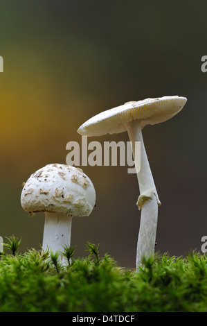 Zwei falsche Deathcaps (Amanita Citrina) wachsen inmitten von Moos in Clumber Park, Nottinghamshire. Oktober. Stockfoto