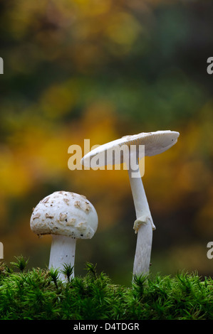 Zwei falsche Deathcaps (Amanita Citrina) wachsen inmitten von Moos in Clumber Park, Nottinghamshire. Oktober. Stockfoto