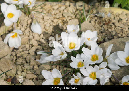 Crocus Chrysanthus Ard Schenk Stockfoto