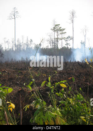 Blick über ein Landstrich in Kalimantan Region, niedergebrannt und entwaldet für eine fehlgeschlagene Mega-Projekt vor 13 Jahren auf der Insel Borneo, Indonesien, 3. November 2009. Eines der weltweit? s wichtigste Kohlenstoffsenke ist in akuter Gefahr. Indonesien? s Torf Sumpf Wälder, die? s Gelände laden rund 6.000 Tonnen Kohlenstoff pro Hotel - 50 mal so viel andere tropische Wälder - sind schnell entwaldet. Stockfoto