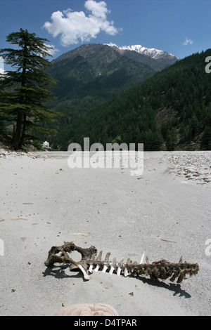 Das Flussbett des Bhagirathi, einem wichtigsten Nebenfluss des Ganges, in der Nähe von Harsil. Stockfoto