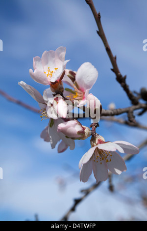 Nahaufnahme von Frühling Baum Mandelblüte, Andalusien / Provinz Almería, Spanien Stockfoto