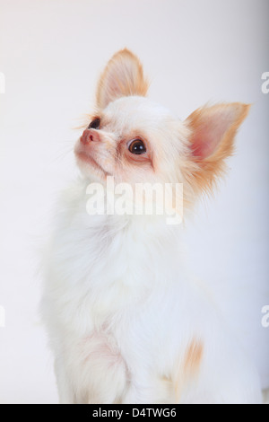 Chihuahua Langhaar | Chihuahua, langhaarig Stockfoto