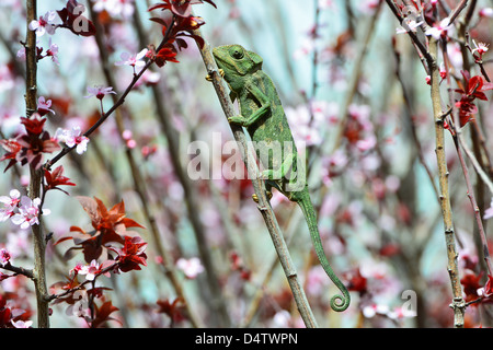 Chamaeleo Chamaeleon Jagd und wartet auf seine Beute. Stockfoto