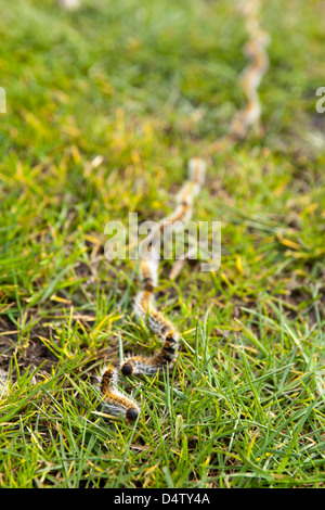 Kiefer Pinienprozessionsspinner Raupen finden ihren Weg über den Rasen in Lege, Gironde, Frankreich, März 2013. Stockfoto