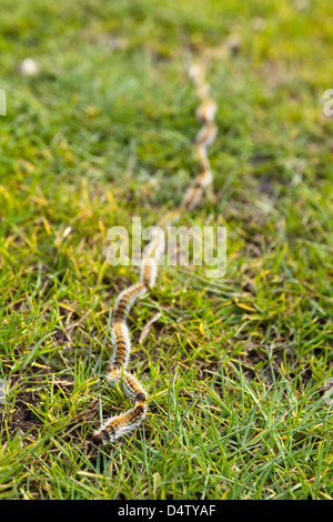 Kiefer Pinienprozessionsspinner Raupen finden ihren Weg über den Rasen in Lege, Gironde, Frankreich, März 2013. Stockfoto