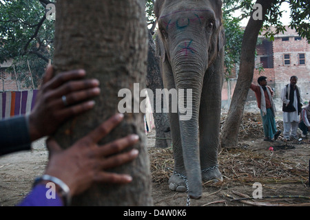 Elefanten zum Verkauf an Sonepur Mela Viehmarkt in Bihar, Indien Stockfoto