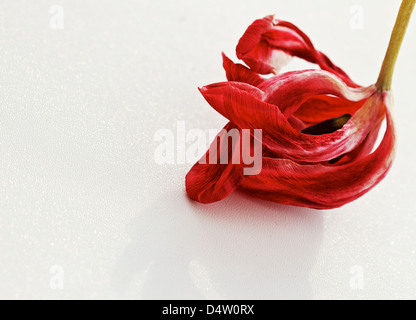 verdreht Blütenblätter Tote Tulpe auf weißem Hintergrund Stockfoto