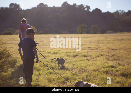 Vater und Sohn gehen Hunde im Feld Stockfoto