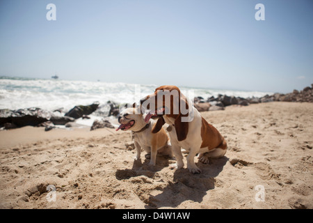Hunde hecheln zusammen am Strand Stockfoto