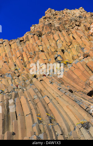 Herbstlaub arktische Weide auf geschwungenen Gruppen von Basaltsäulen. Vikingebugt Scoresbysund Fjord. Stockfoto