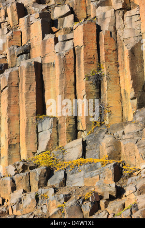 Herbstlaub arktische Weide auf geschwungenen Gruppen von Basaltsäulen. Vikingebugt Scoresbysund Fjord. Stockfoto