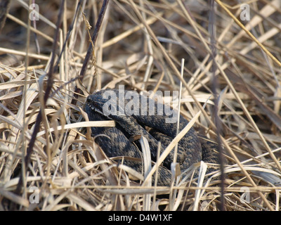 Gemeinsamen europäischen Addierer / Vipera Berus / Kreuzotter Stockfoto