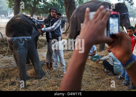 Elefanten im Sonepur Mela, Bihar, Indien Stockfoto