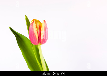Eine einzelne rote und gelbe Tulpe vor einem weißen Hintergrund. Stockfoto