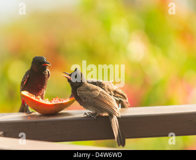 Vögel essen Obst auf hölzernen Sims Stockfoto