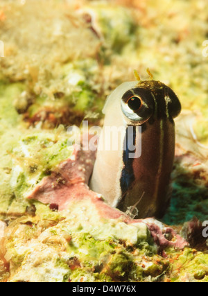 Blenny spähte aus Korallenriff Stockfoto