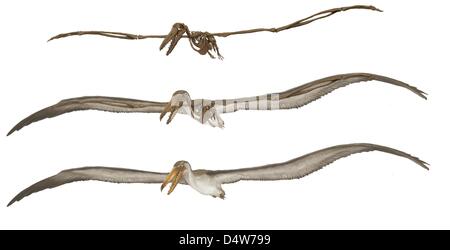 Eine undatierte Senckenberg Museum/Carlos Anzures Handout Bild zeigt die Zeichnung eines riesigen alten Vogels von mehr als fünf Meter Flügelspannweite wie es von den Wissenschaftlern des Museums Senckenberg in Frankfurt am Main rekonstruiert worden. Das Skelett der Pelagornis Chilensis, der fünf bis 10 Millionen Jahren lebte, ist auf Anzeige im Museum. Seine Überreste wurden in Chile entdeckt. Stockfoto