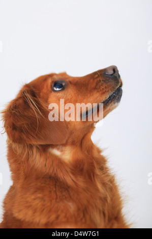 Nahaufnahme eines Hundes neugierig Gesicht Stockfoto