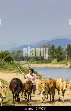 9. März 2013 - Vang Vieng, Vientiane, fährt Laos - eine Frau ihre Kühe am Ufer des Nam Song Flusses in Vang Vieng nur wenige hundert Meter vom Highway 13. Die Pflasterung der Autobahn 13 von Vientiane bis nahe der chinesischen Grenze hat den Weg des Lebens im ländlichen Laos verändert. Dorfbewohner in der Nähe von Luang Prabang verwendet zu haben, um unzuverlässige Boote nehmen, die drei Stunden hin-und Rückfahrt dauerte, bis aus den Häusern zum touristischen Zentrum von Luang Prabang, jetzt sie eine 40-minütige Rundfahrt nehmen Busfahrt. Nördlich von Luang Prabang wurde die Pflasterung der Autobahnanschluss eine Chance für China, Laos als eine Umladung Punkt zu verwenden. Ch Stockfoto