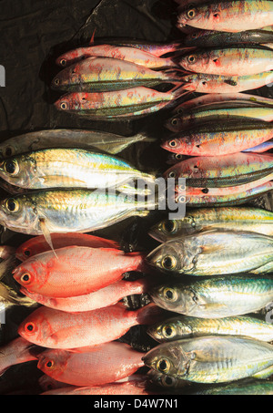 Frischer Fisch zum Verkauf auf Markt Stockfoto